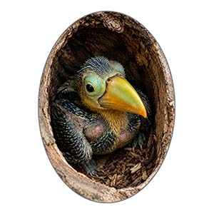 Keel Billed Toucan Chick in Cavity